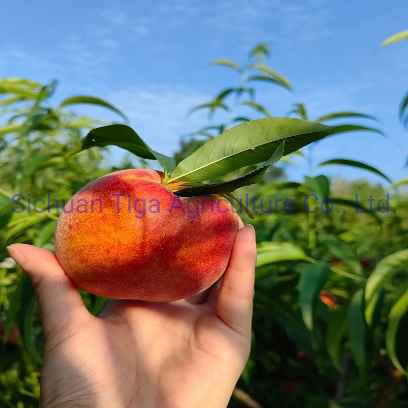 Hot Sale Delicious Fresh Sweet Donut Peach Summer Fruit