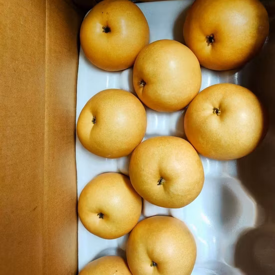New Crop Fresh Ya Pera Frutas frescas para exportar
