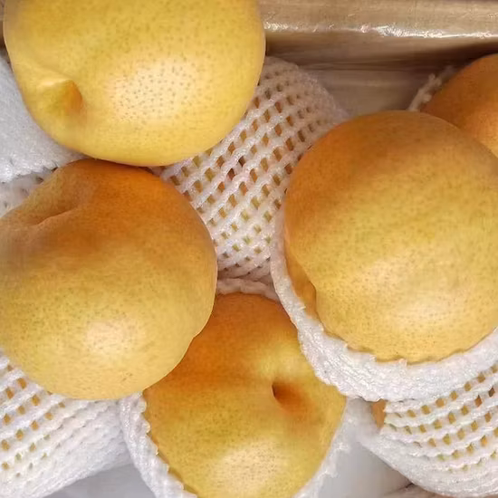 2022 Nueva Cosecha Fruta Fresca Pera Nashi Fresca China