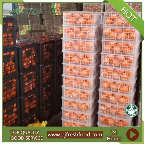 Nuevo cultivo chino mandarina frutas frescas naranjas marcas