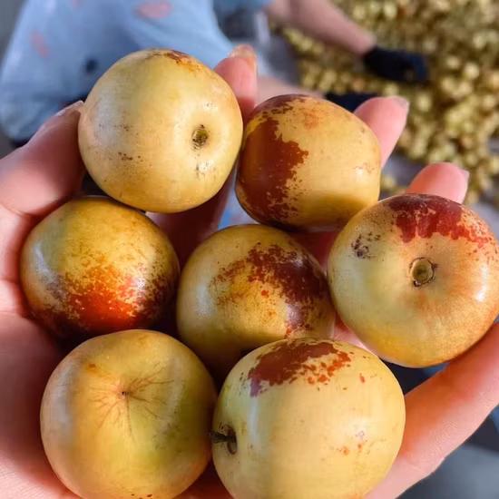 Venta al por mayor Fecha especial Crujiente Fruta fresca de alta calidad Azufaifo de invierno